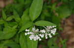 Fourleaf milkweed